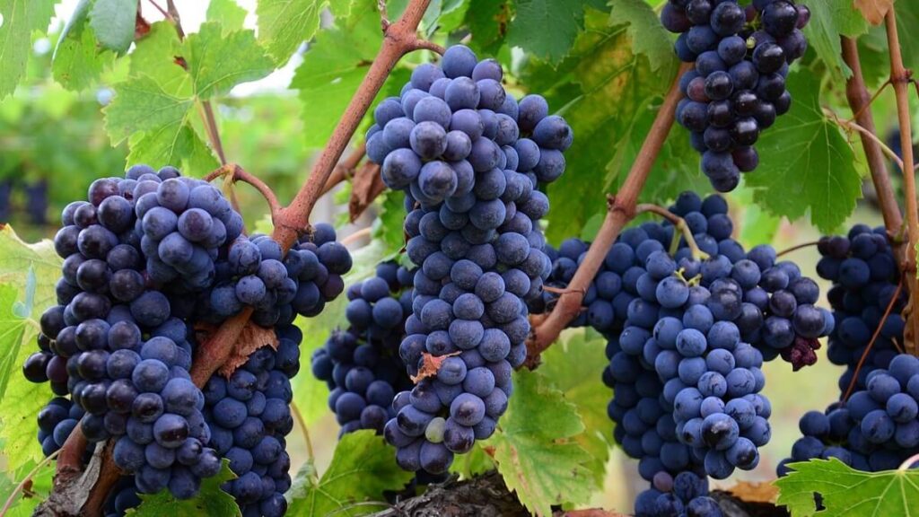 Descubra como plantar uva de uma forma simples com dicas incríveis! 2 Parreira de uvas