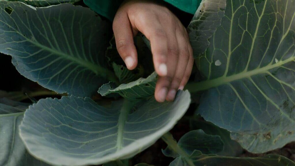 Como plantar couve: Confira dicas fundamentais para aprender a cultivar em casa! 3 Pé de couve
