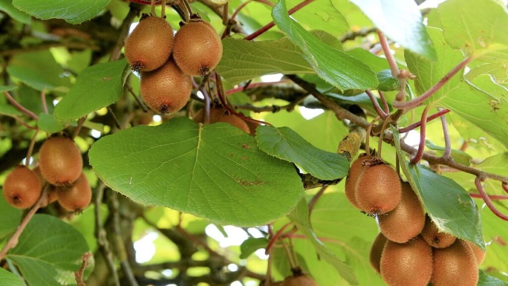 Pé de Kiwi