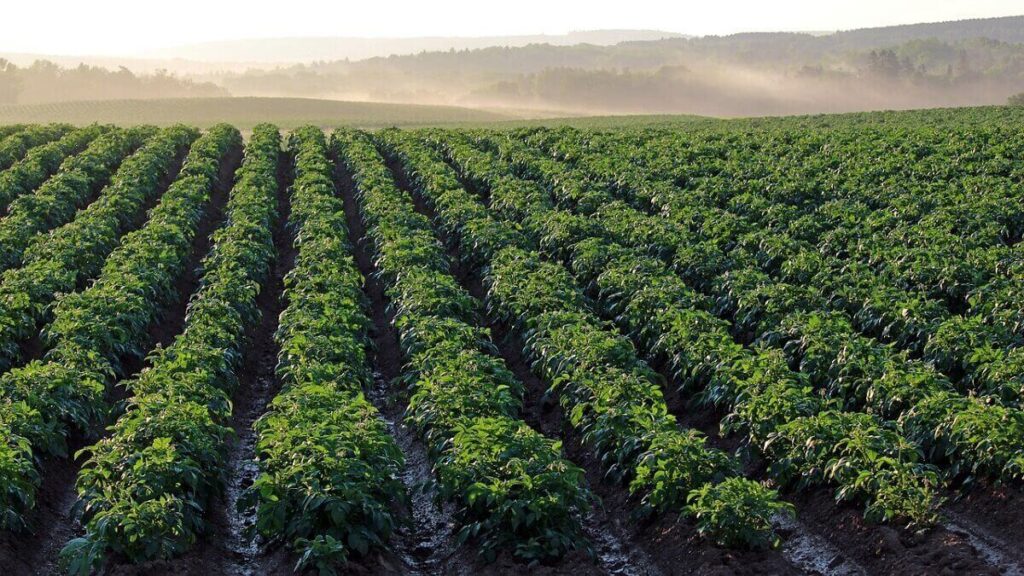 Plantação de Batata