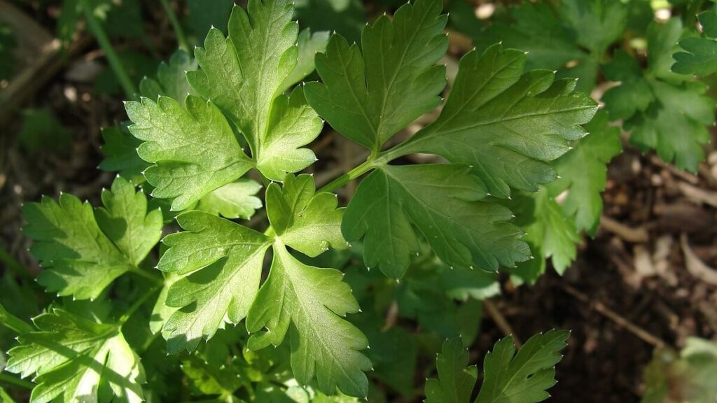 Como plantar salsinha, veja 7 dicas incríveis para cultivar em casa! 3 Salsinha na horta