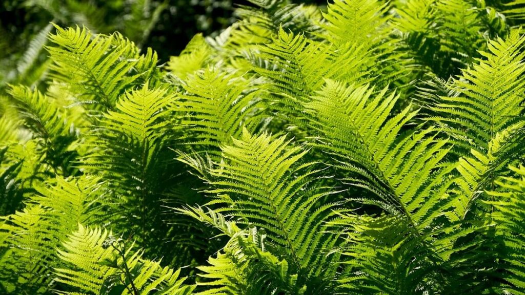 Como plantar samambaia, confira como cultivar em casa e como usar na decoração! 3 Samambaias na mata