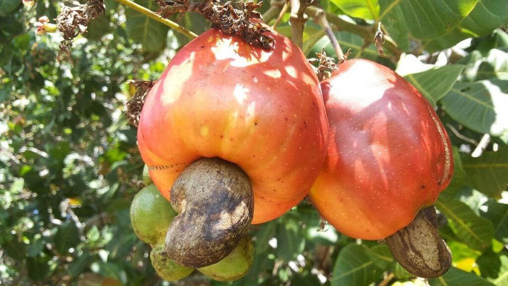 Como plantar caju: Confira dicas incríveis para poder cultivar em casa! 2 Cajueiro