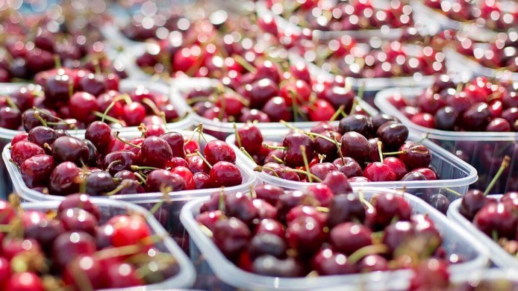 Como plantar cereja: Confira 7 dicas essenciais para se ter um bom cultivo! 2 Cerejas em pote