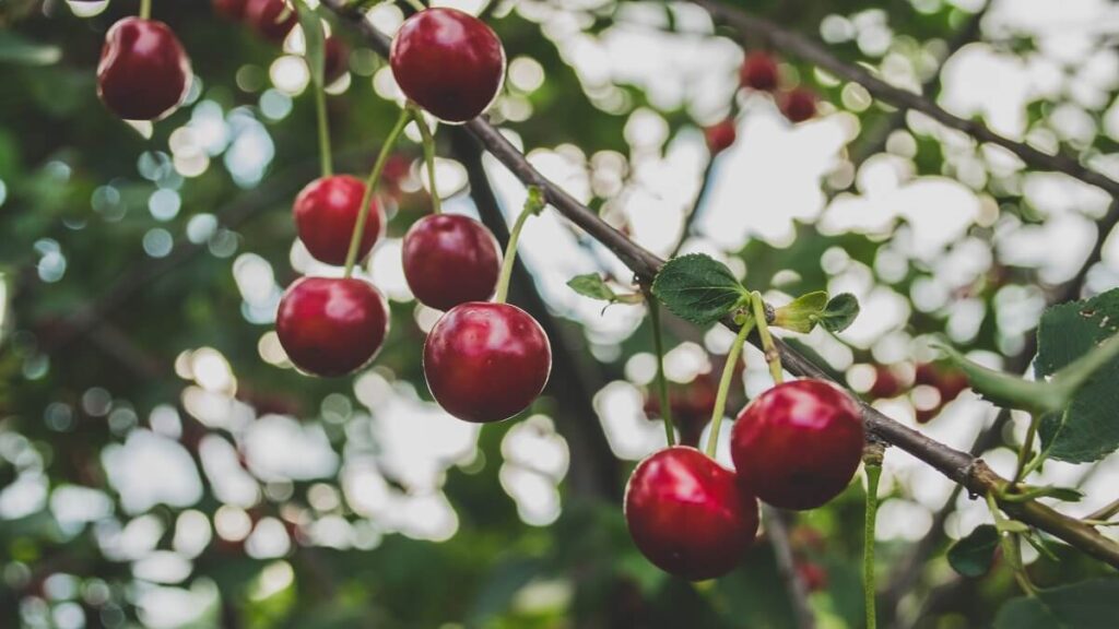 Como plantar cereja: Confira 7 dicas essenciais para se ter um bom cultivo! 3 Cerejas no galho