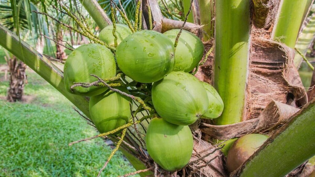 Descubra como plantar coco com 6 dicas incríveis! 2 Coco verde