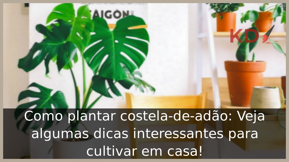 Como plantar costela-de-adão