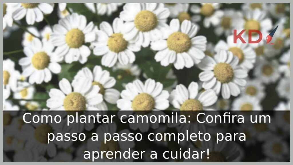 Como plantar camomila: Confira um passo a passo completo para aprender a cuidar! 1 Como plantar camomila