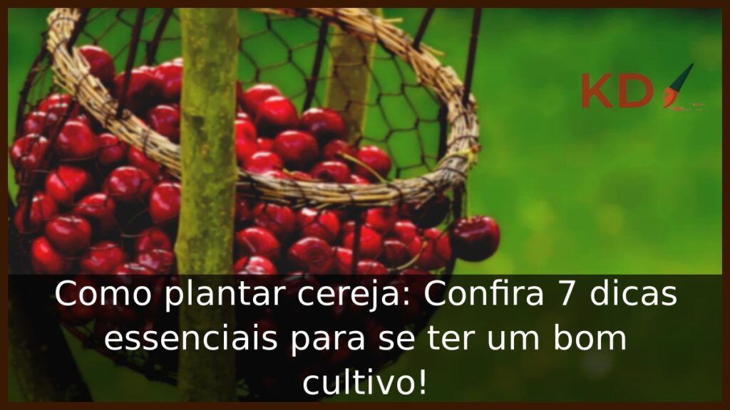 Como plantar cereja: Confira 7 dicas essenciais para se ter um bom cultivo! 1 Como plantar cereja