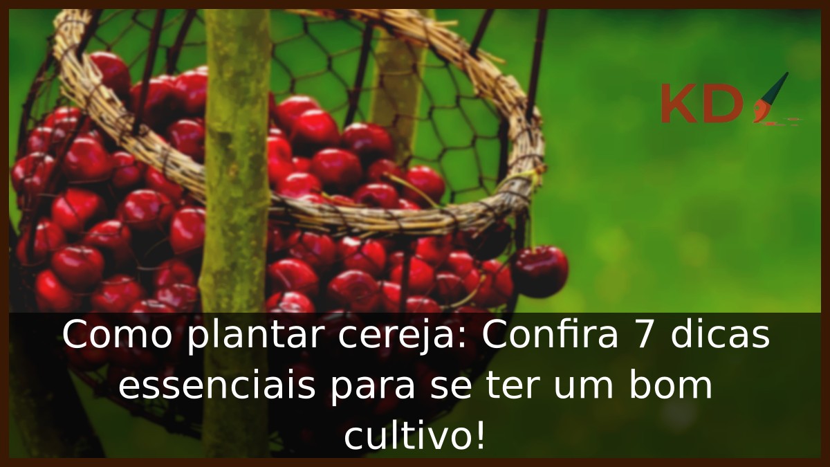 Como plantar cereja
