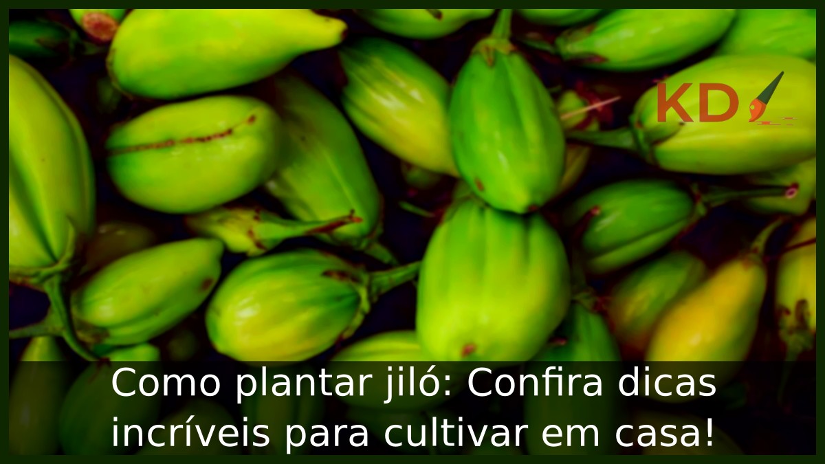 Como plantar jiló