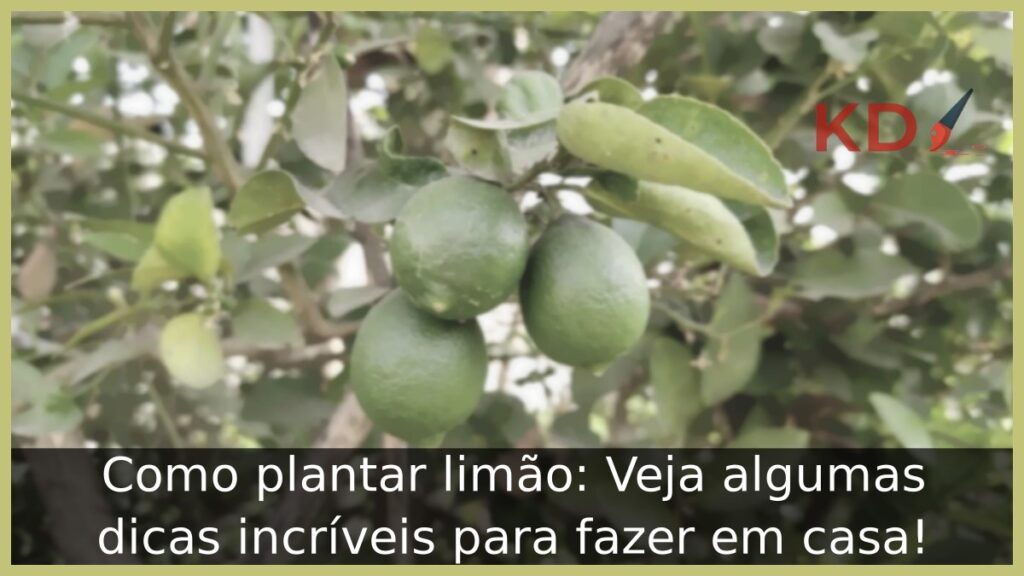 Como plantar limão: Veja algumas dicas incríveis para fazer em casa! 1 Como plantar limão