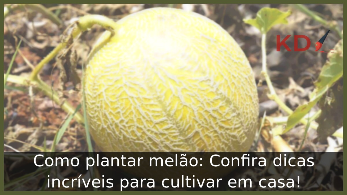 Como plantar melão