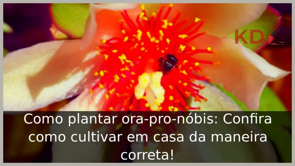Como plantar ora-pro-nóbis
