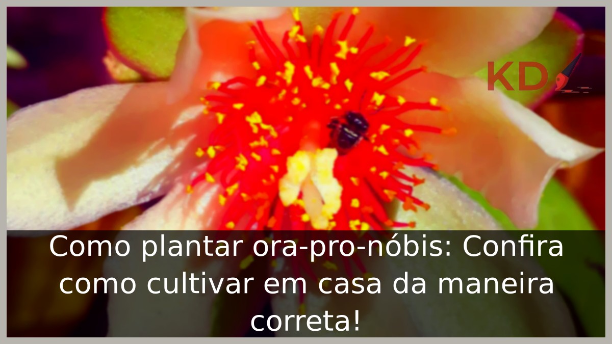 Como plantar ora-pro-nóbis