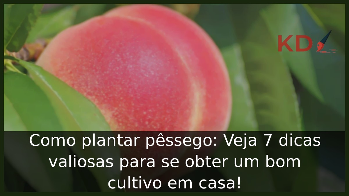 Como plantar pêssego