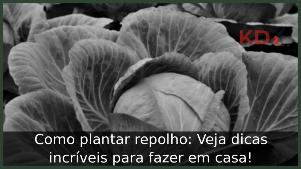 Como plantar repolho: Veja dicas incríveis para fazer em casa! 1 Como plantar repolho