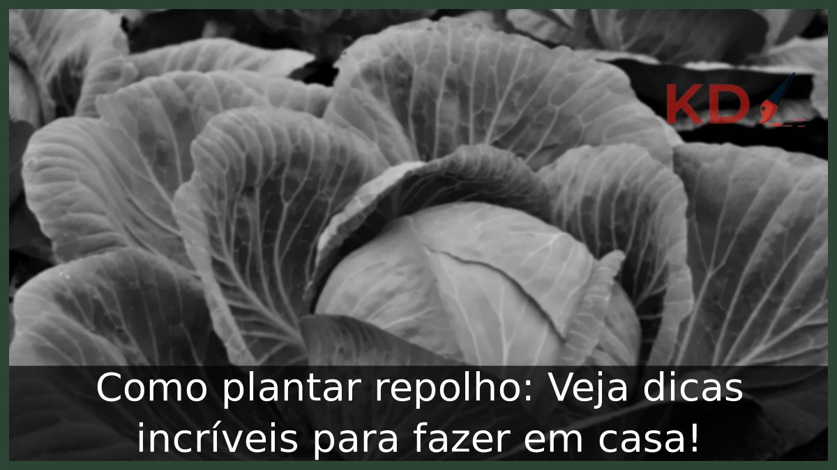 Como plantar repolho