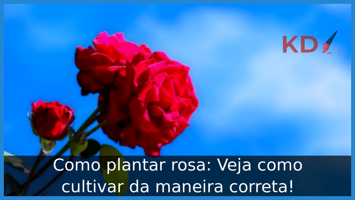 Como plantar rosa