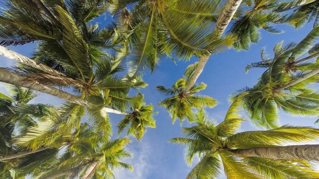 Descubra como plantar coco com 6 dicas incríveis! 3 Coqueiros