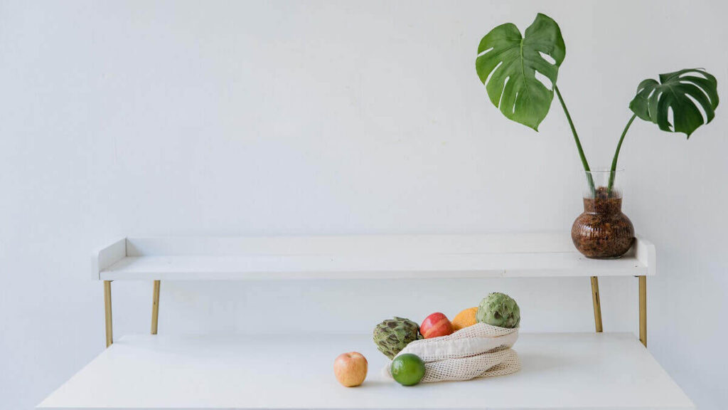 Como plantar costela-de-adão: Veja algumas dicas interessantes para cultivar em casa! 2 Costela-de-adão