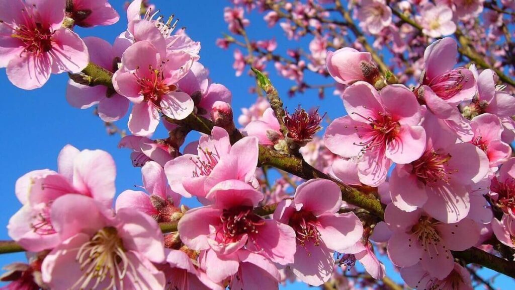 Como plantar pêssego: Veja 7 dicas valiosas para se obter um bom cultivo em casa! 3 Flor de pêssego