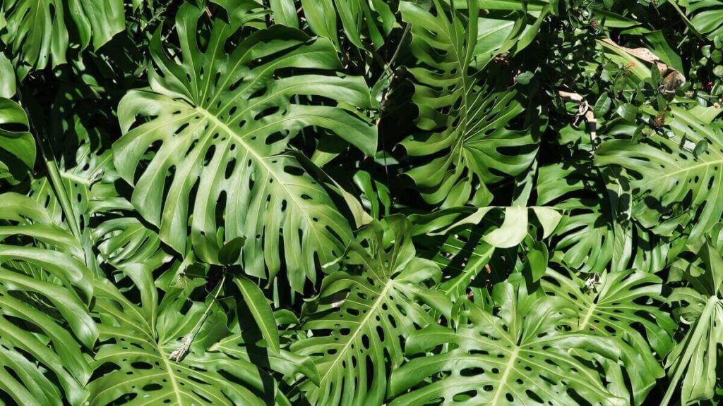Como plantar costela-de-adão: Veja algumas dicas interessantes para cultivar em casa! 3 Folhas de costela-de-adão