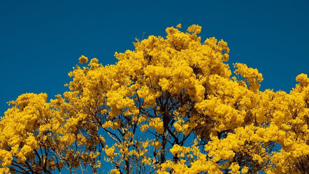 Como plantar ipê: Veja como cultivar e obter lindas flores em seu jardim! 2 Ipê amarelo