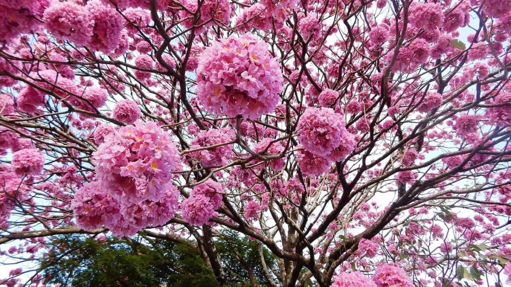 Como plantar ipê: Veja como cultivar e obter lindas flores em seu jardim! 3 Ipê rosa