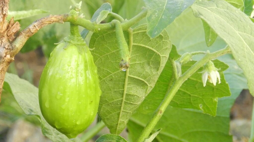 Como plantar jiló: Confira dicas incríveis para cultivar em casa! 2 Jiló no galho