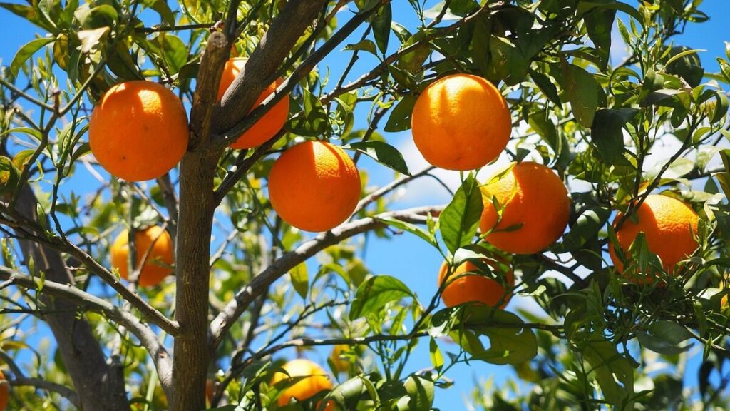 Como plantar laranja: Veja 7 dicas incríveis para cultivar frutas deliciosas! 3 Laranjeira