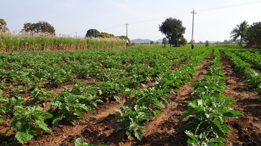 Plantação de berinjela
