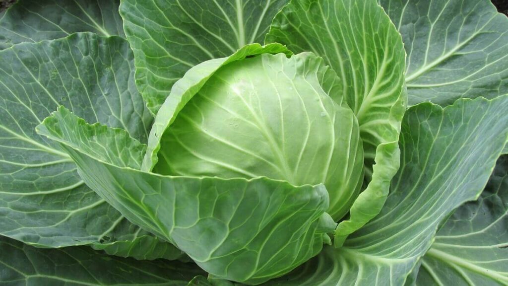Como plantar repolho: Veja dicas incríveis para fazer em casa! 2 Repolho branco