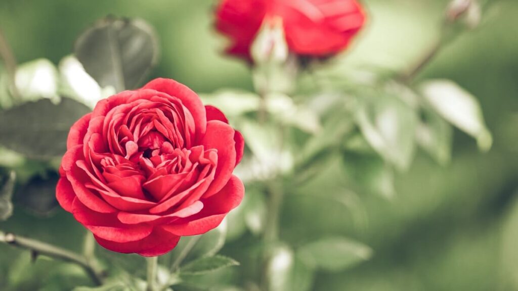 Como plantar rosa: Veja como cultivar da maneira correta! 2 Rosa no jardim