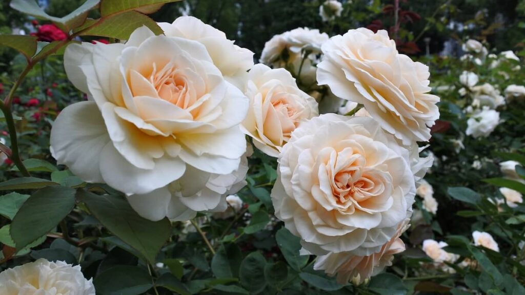 Como plantar rosa: Veja como cultivar da maneira correta! 3 Rosas brancas