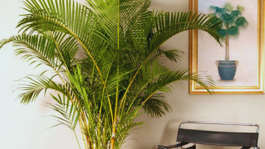 Areca bambu como cuidar, como cultivar e dicas imperdíveis! 1 Areca bambu como cuidar,
