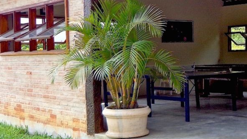 Areca bambu como cuidar, como cultivar e dicas imperdíveis! 2 Areca bambu