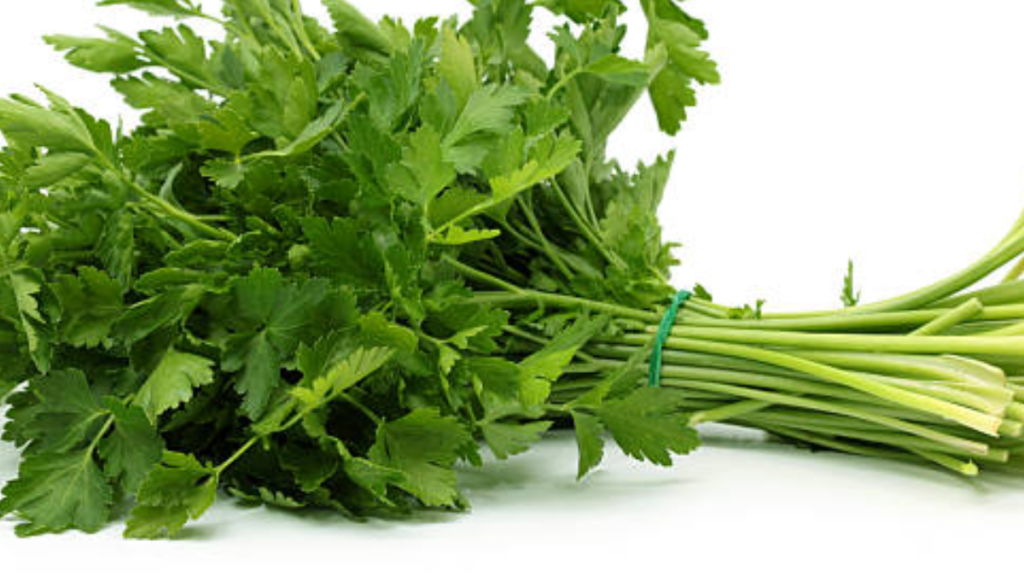 Como plantar cheiro verde, dicas essenciais para o cultivo saudável! 4 Cheiro verde colhido