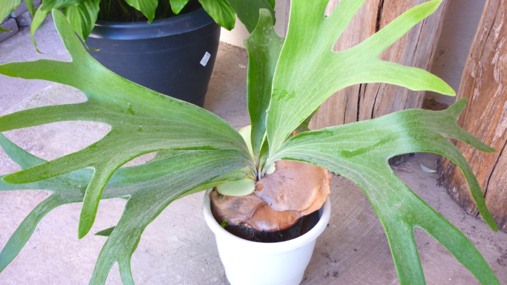 Chifre de veado em vaso