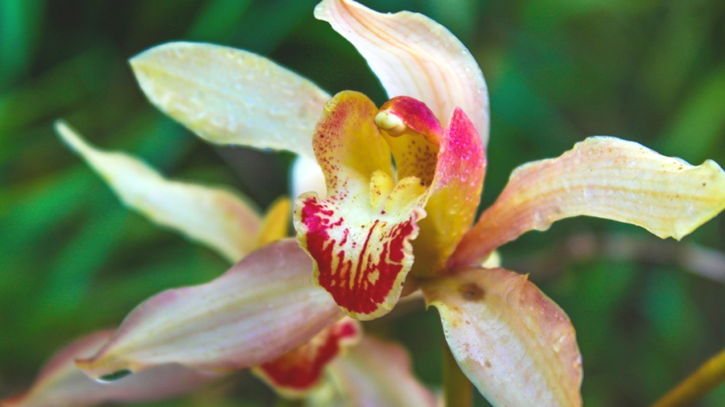 Como cuidar de Orquídea Cymbidium: temperatura, fertilização, rega e mais! 1 Como cuidar de Orquídea Cymbidium