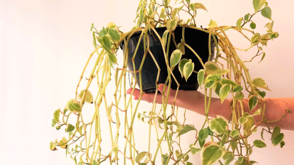 Como cuidar de Peperomia Scandens
