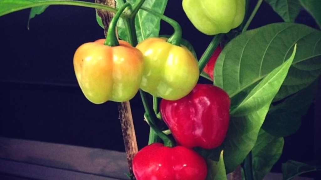 Como plantar Pimenta-de-cheiro