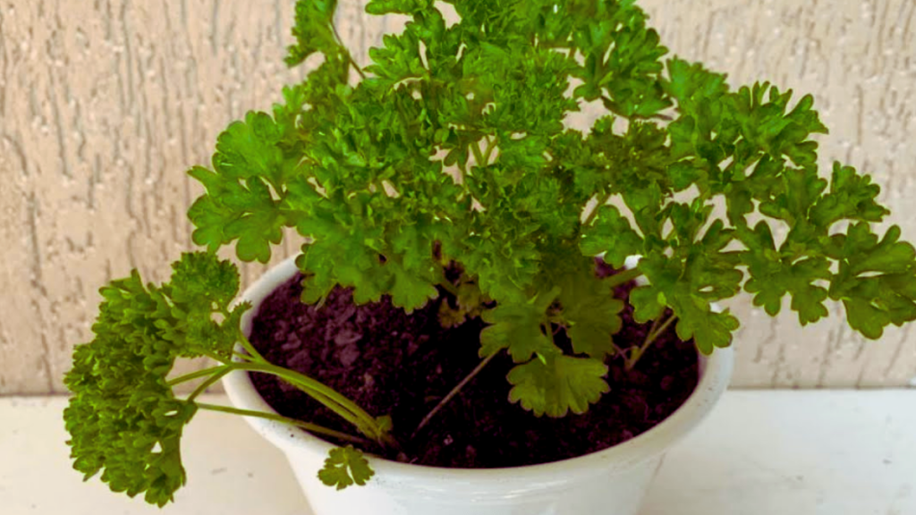 Como plantar cheiro verde, dicas essenciais para o cultivo saudável! 2 Como plantar cheiro verde em vaso