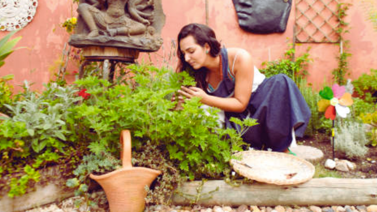 Como plantar cheiro verde
