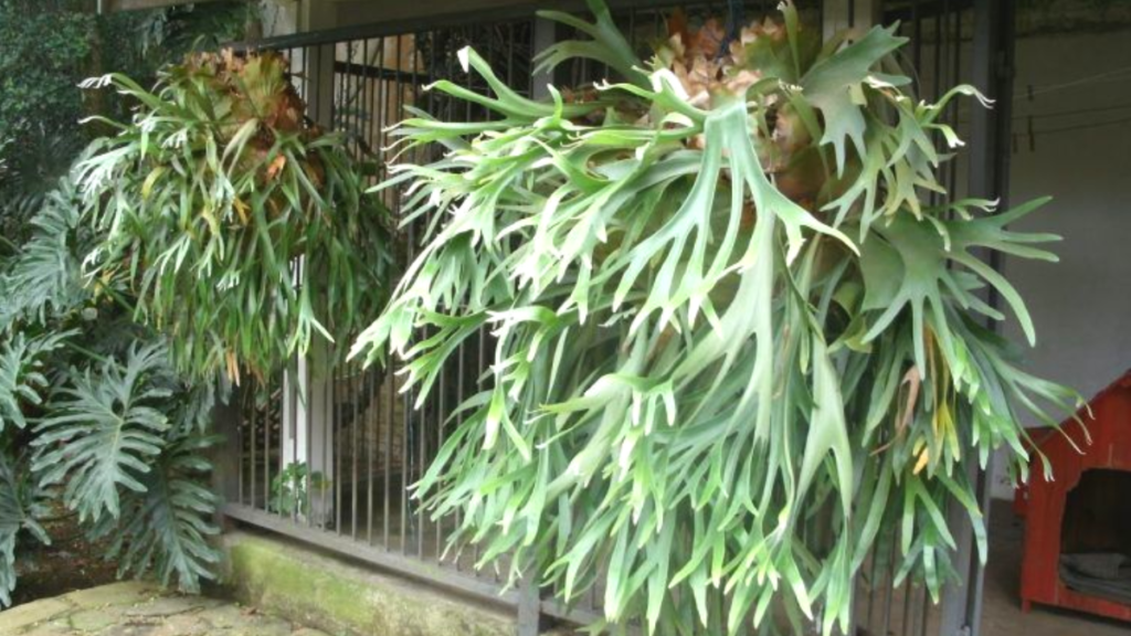 Como plantar chifre de veado