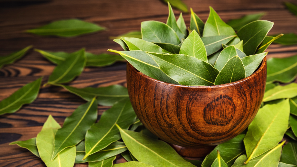 Como plantar louro em vaso?