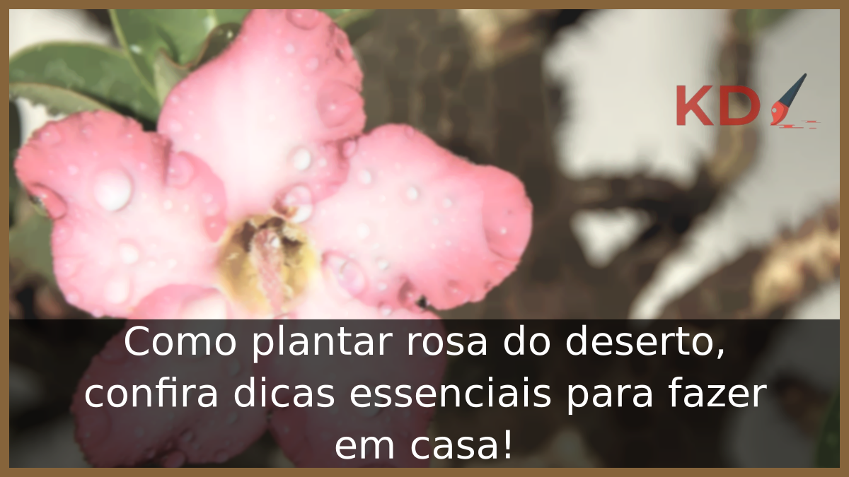 Como plantar rosa do deserto
