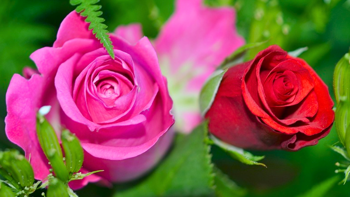 Rosas