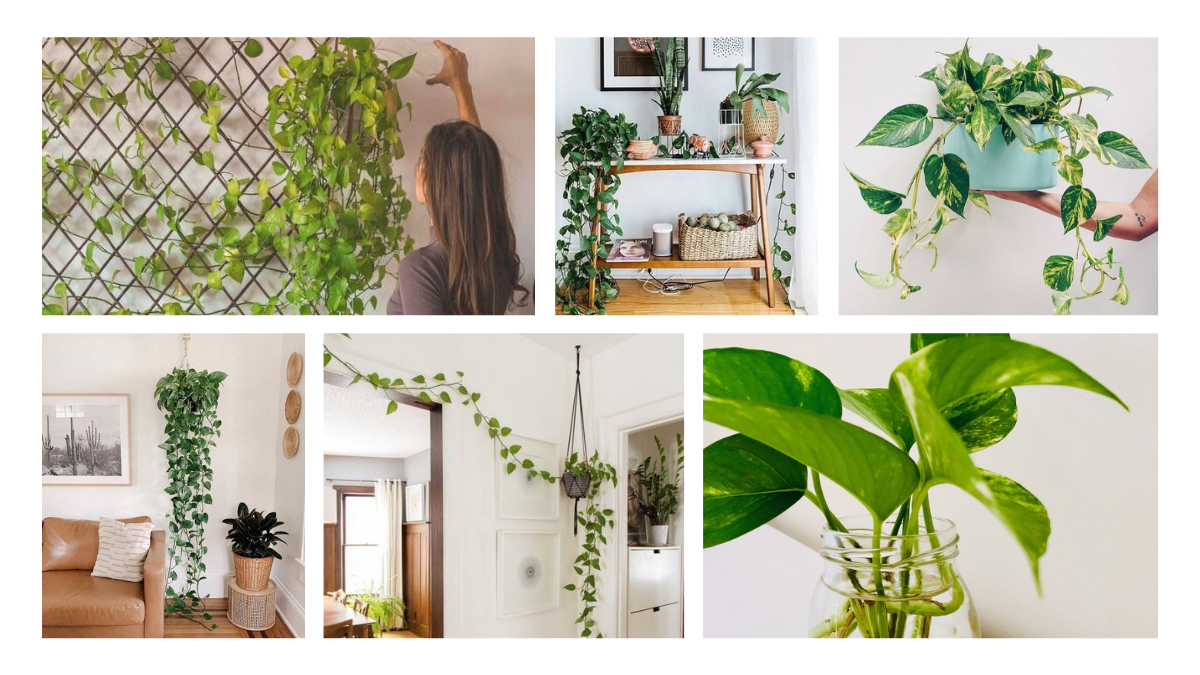 Decorações com jiboia
