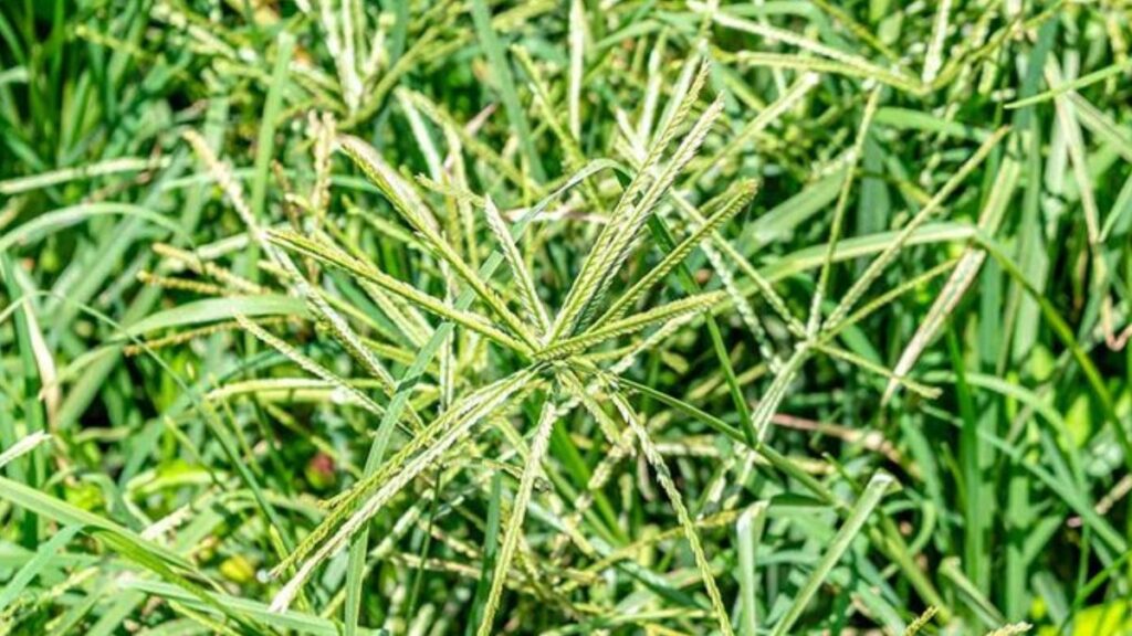 Como plantar grama, confira dicas para ter um gramado verde e saudável! 4 Ervas daninhas
